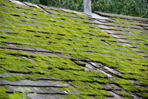 How Do You Remove Mold From Roof Shingles