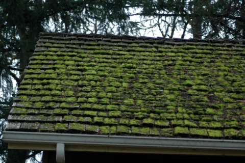 How to Remove Moss From Cedar Shake Roof